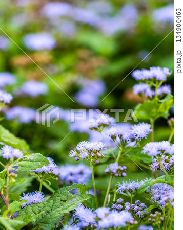 柔らかな紫色のかわいい西洋フジバカマ 134900463