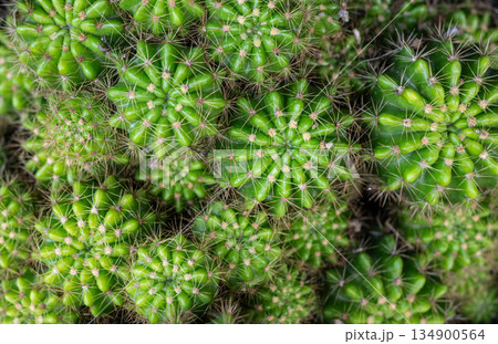 Full frame shot of Echinopsis calochlora cactus growing in a pot. Echinopsis cactus they are fairly easy to grow and are extremely well adapted to drought. 134900564