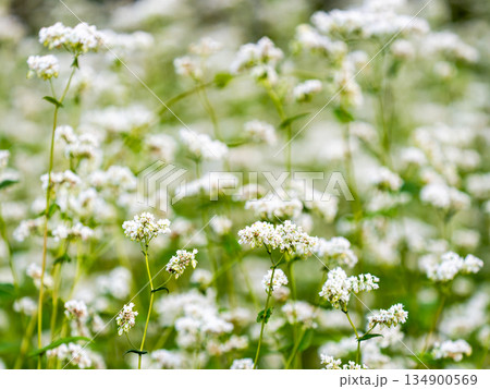 満開のかわいい白い蕎麦の花 満開のかわいい白い蕎麦の花 134900569