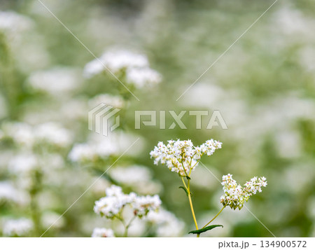 満開のかわいい白い蕎麦の花 134900572