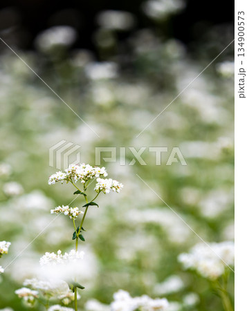 満開のかわいい白い蕎麦の花 134900573