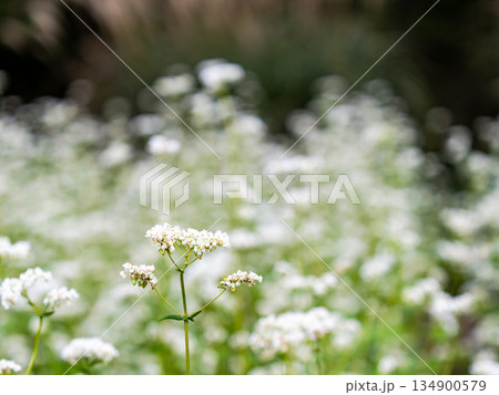 満開のかわいい白い蕎麦の花 満開のかわいい白い蕎麦の花 134900579