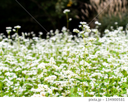 満開のかわいい白い蕎麦の花 満開のかわいい白い蕎麦の花 134900581