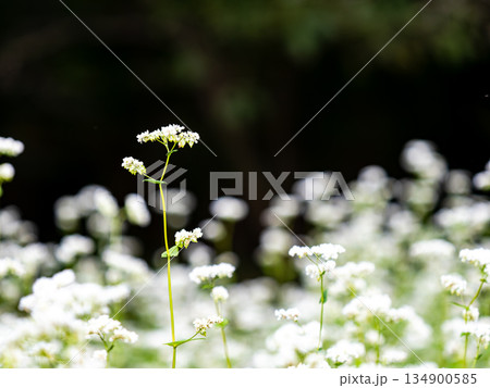 満開のかわいい白い蕎麦の花 134900585