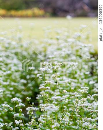満開のかわいい白い蕎麦の花 134900590