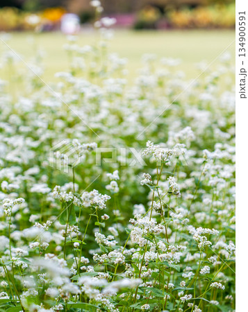 満開のかわいい白い蕎麦の花 134900591