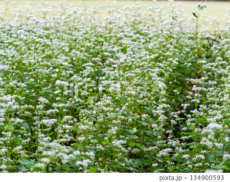 満開のかわいい白い蕎麦の花 134900593