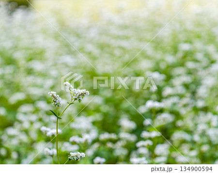満開のかわいい白い蕎麦の花 満開のかわいい白い蕎麦の花 134900594