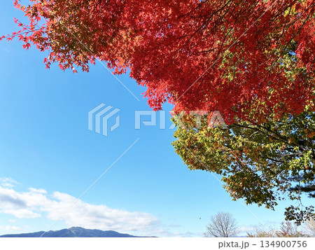 青空と真っ赤な紅葉 134900756