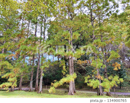 色鮮やかなスイショウ 134900765