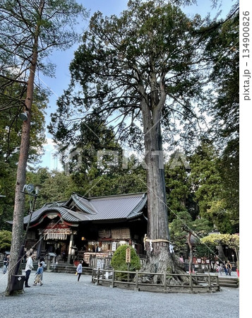 【山梨県】富士浅間神社の拝殿と御神木・冨士夫婦桧の風景 【山梨県】富士浅間神社の拝殿と御神木・冨士夫婦桧の風景 134900826