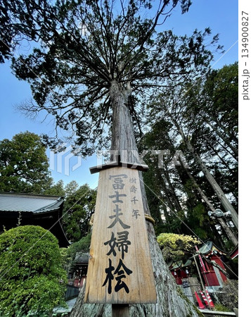 【山梨県】富士浅間神社の御神木 冨士夫婦桧と空を仰ぐ構図 【山梨県】富士浅間神社の御神木 冨士夫婦桧と空を仰ぐ構図 134900827
