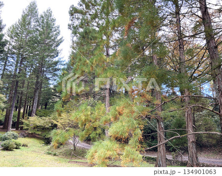 紅葉とスイショウ 134901063