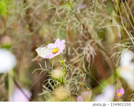カラフルに咲いた美しいコスモスとモンシロチョウ 134901150