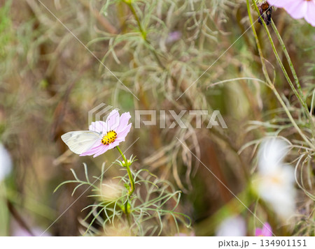 カラフルに咲いた美しいコスモスとモンシロチョウ 134901151