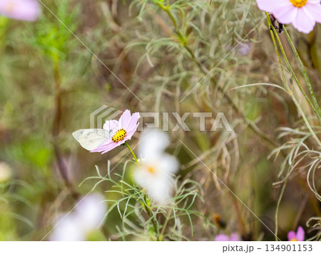カラフルに咲いた美しいコスモスとモンシロチョウ 134901153