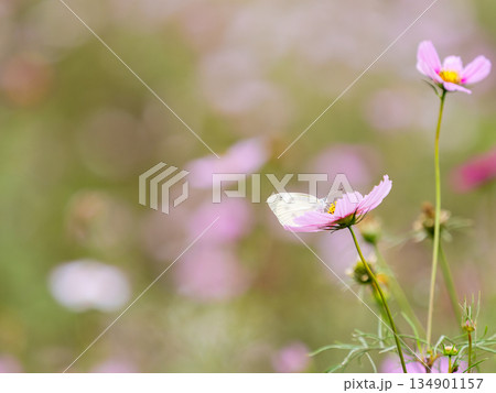 カラフルに咲いた美しいコスモスとモンシロチョウ 134901157