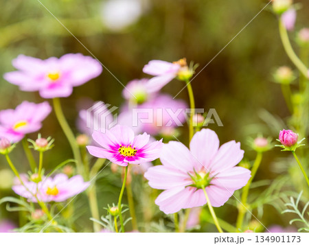 カラフルに咲いた美しいコスモス 134901173