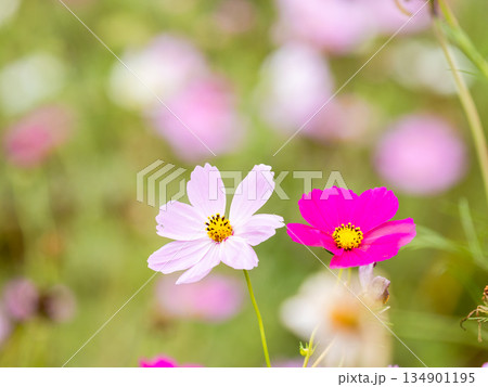 カラフルに咲いた美しいコスモス 134901195
