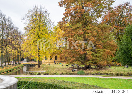 Sheep grazing in the meadow. Alley of trees in autumn park in Potsdam Germany. Old plant garden 134901806