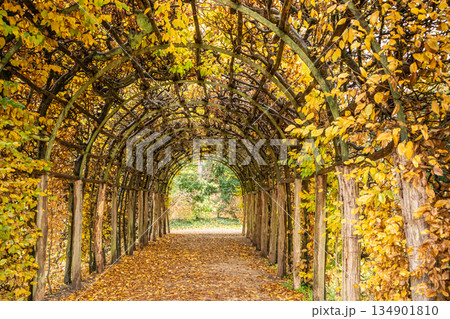 Autumn tunnel of trees and leaves, an alley formed by tree branches that intertwine above the path, yellow and orange colors of the leaves Autumn tunnel of trees and leaves, an alley formed by tree branches that intertwine above the path, yellow and orange colors of the leaves 134901810