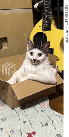 見つめる猫 見つめる猫 134901885