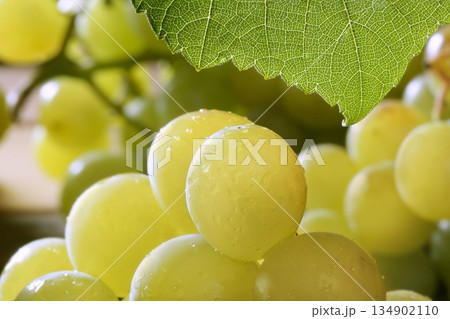Beautiful green yellow grapefruit macro Beautiful green yellow grapefruit macro 134902110
