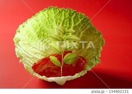 growing inside a cabbage leaf growing inside a cabbage leaf 134902131