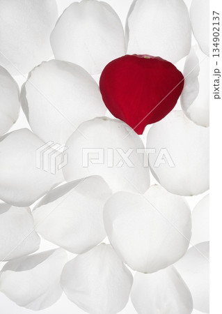 Unique, alone red petal between white pattern Unique, alone red petal between white pattern 134902137