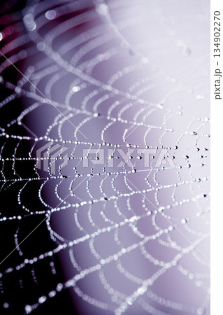 Spooky spiderweb spider web with water droplets close up background 134902270
