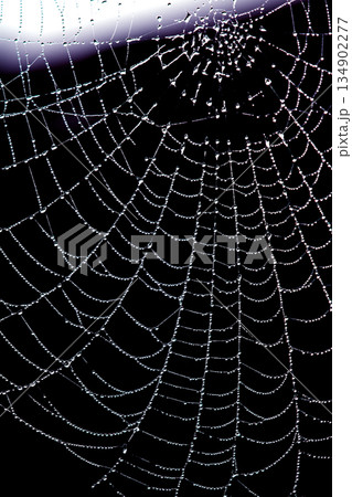 Spooky spiderweb spider web with water droplets close up background 134902277