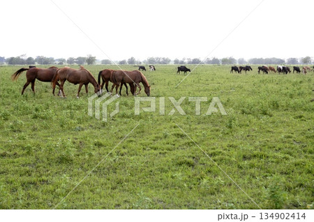 Horser view outdoors eating grass in the meadow landscape 134902414