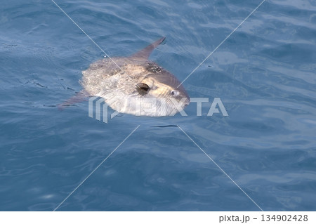sunfish in real sea nature mola mola luna sun fish sunfish in real sea nature mola mola luna sun fish 134902428