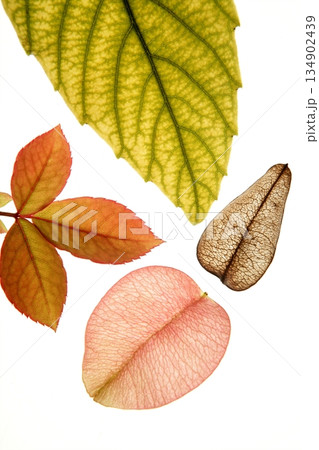 Color flowers, leaves, petals, isolated white background Color flowers, leaves, petals, isolated white background 134902439