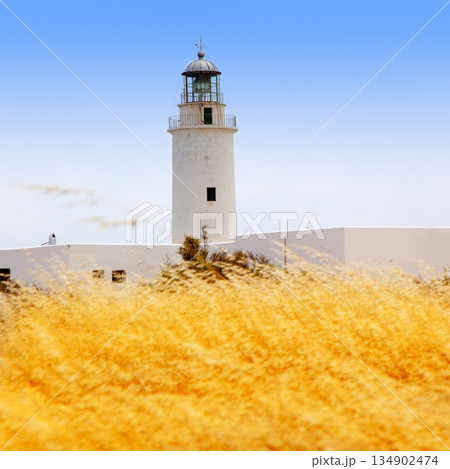 La Mola lighthouse in formentera with golden grass 134902474
