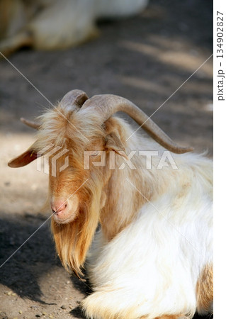 Goat portrait redhead and white wool colors Goat portrait redhead and white wool colors 134902827