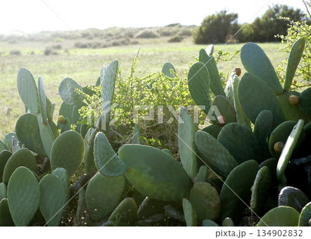 Nopal plant in the mediterranean area Nopal plant in the mediterranean area 134902832