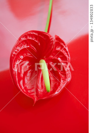 Anthurium exotic beautiful red flower still 134902833