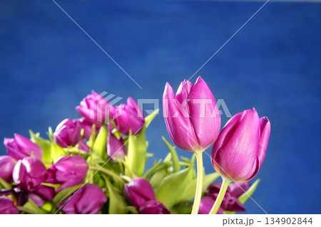 tulips pink flowers on blue studio background tulips pink flowers on blue studio background 134902844