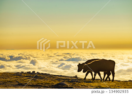 Cows on pasture in mountains, Portugal. Cows on pasture in mountains, Portugal. 134902935