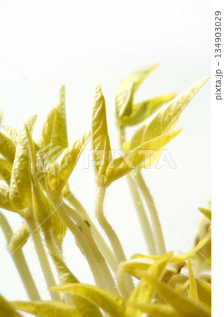 Soy bean outbreak. Life growing from seed Soy bean outbreak. Life growing from seed 134903029