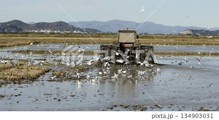 Rice tractor, wet rice fields and seagulls 134903031