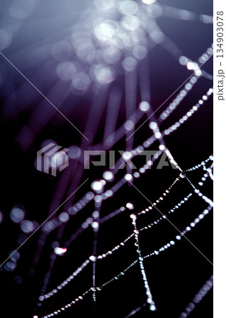 Spooky spiderweb spider web with water droplets close up background 134903078