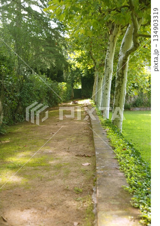 Green park corridor with trees and meadow Green park corridor with trees and meadow 134903319