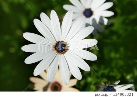 Daisy flower in white outdoor macro closeup detail 134903321