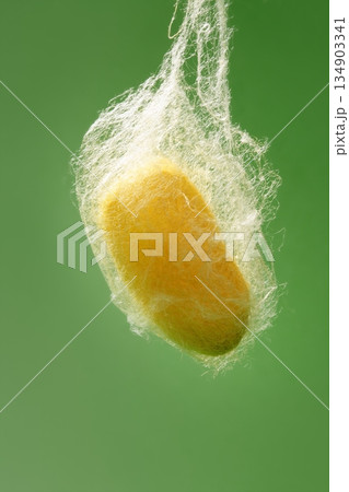 cocoon of silkworm hanging on silk worm net 134903341