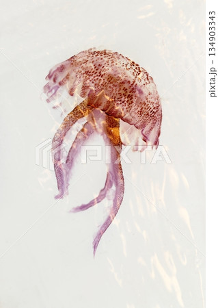 luminiscent red pink jellyfish pelagia noctiluca 134903343