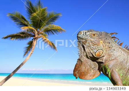 Mexican iguana in tropical Caribbean beach 134903349