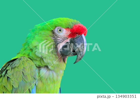Ara Militaris Military Macaw Green parrot Ara Militaris Military Macaw Green parrot 134903351