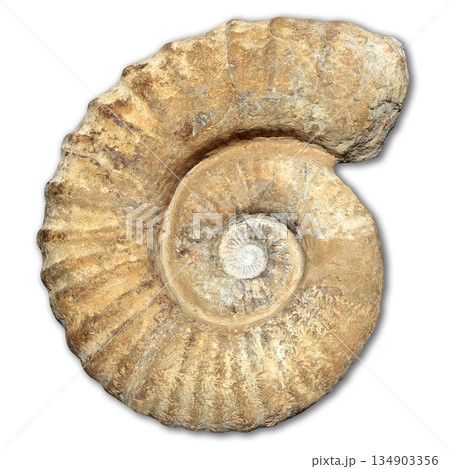 fossil spiral snail stone real ancient petrified shell fossil spiral snail stone real ancient petrified shell 134903356